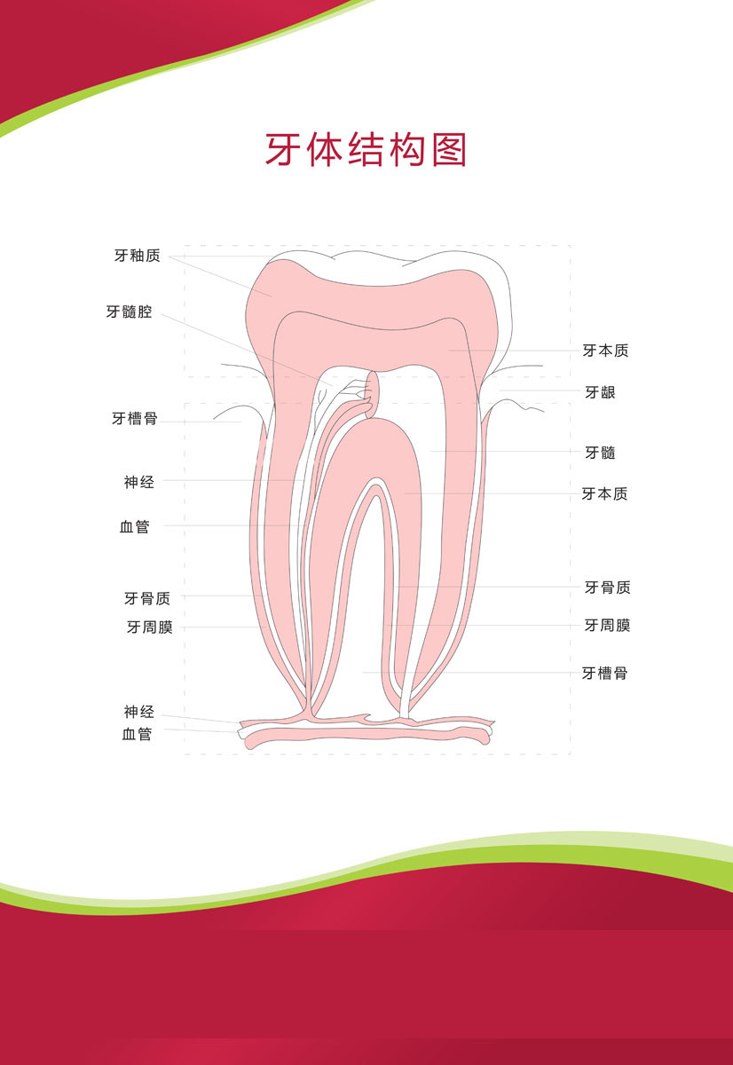 712薄膜海报印制展板喷绘写真302医院医疗 解刨牙体结构图