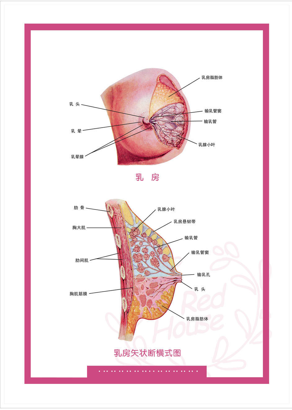 730薄膜海报印制展板喷绘写真310器官解剖图乳房矢状断横式图