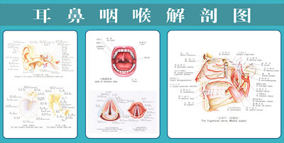 728薄膜海报印制展板喷绘写真405医院耳鼻咽喉解剖图