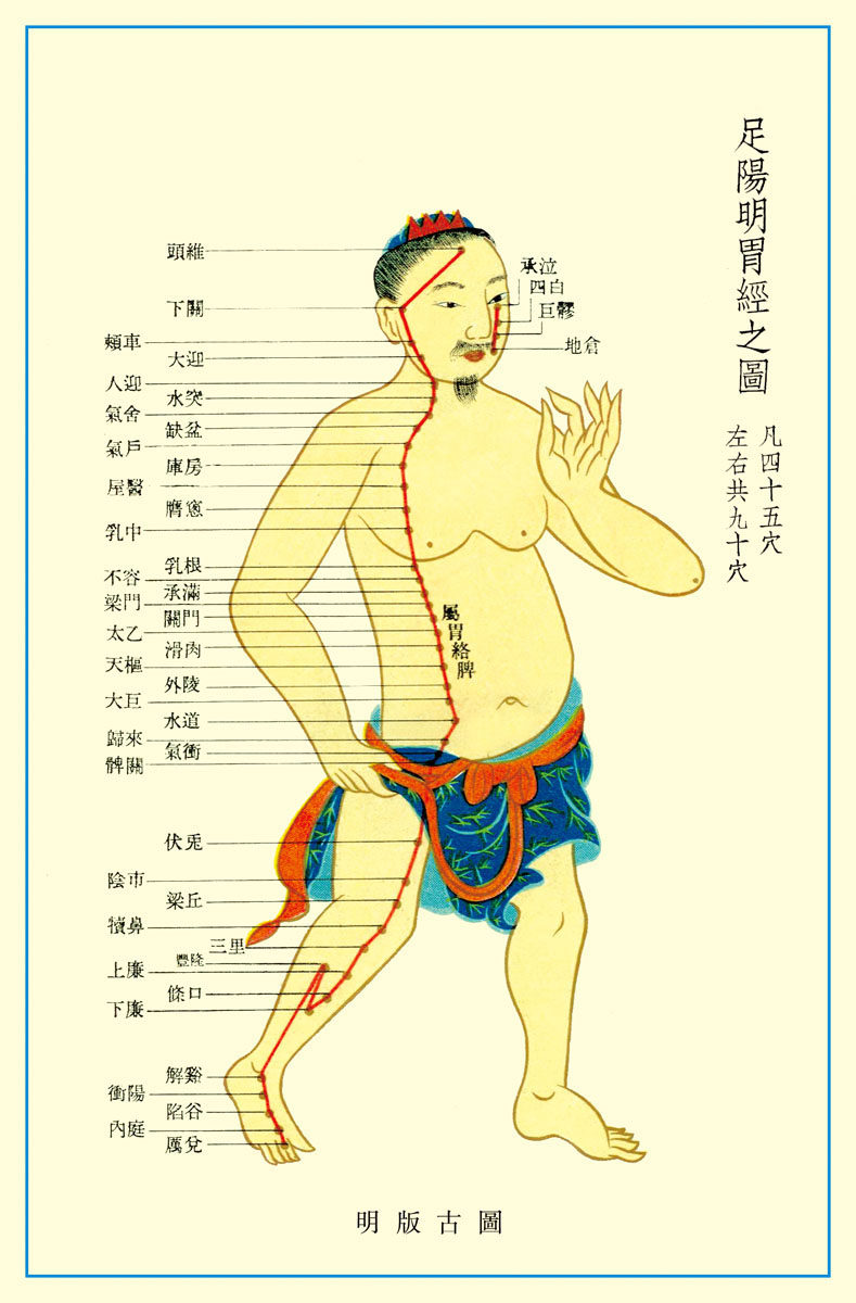 569薄膜海报印制展板喷绘写真242足阳明胃经穴位图