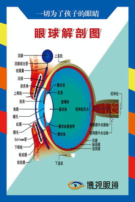 767眼球解剖图眼科宣传贴画554装饰画写真挂图展板海报喷绘印制