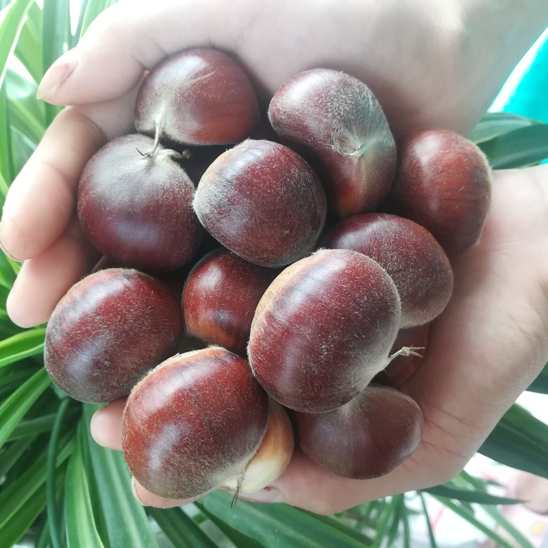 野生新鲜红壳新鲜板栗