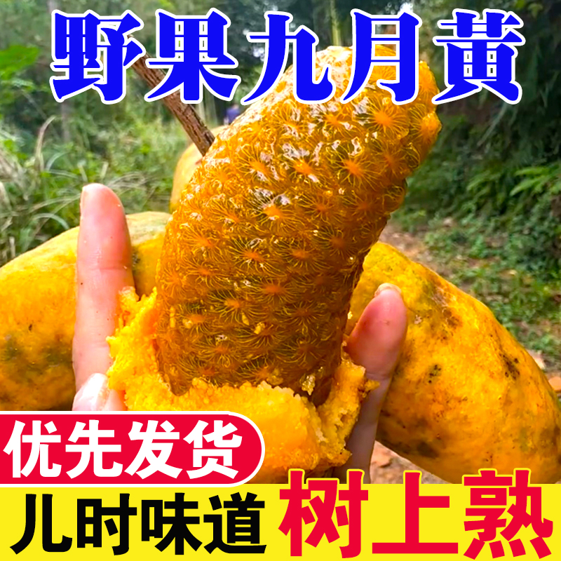 现摘新鲜九月黄野生拿麻牙藤包牛卵坨木通果八月瓜当季牛哈卵包邮