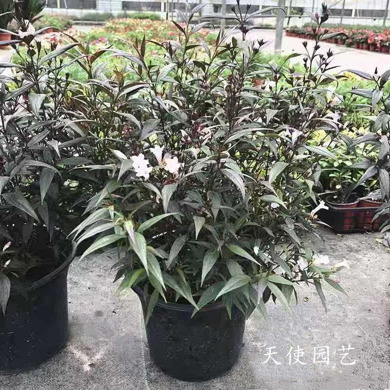紫叶马兰喜雅盆栽 耐寒多年生常绿木本花卉 花镜植物 蓝花 包邮
