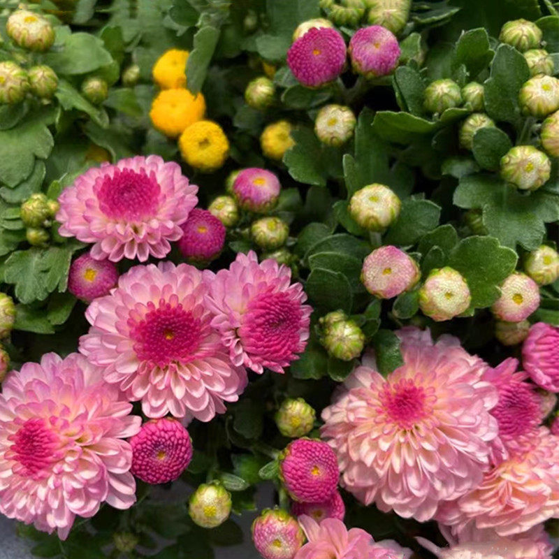 千头菊盆栽 荷兰菊  糖果菊 庭院阳台多年生宿根花镜小雏菊 包邮