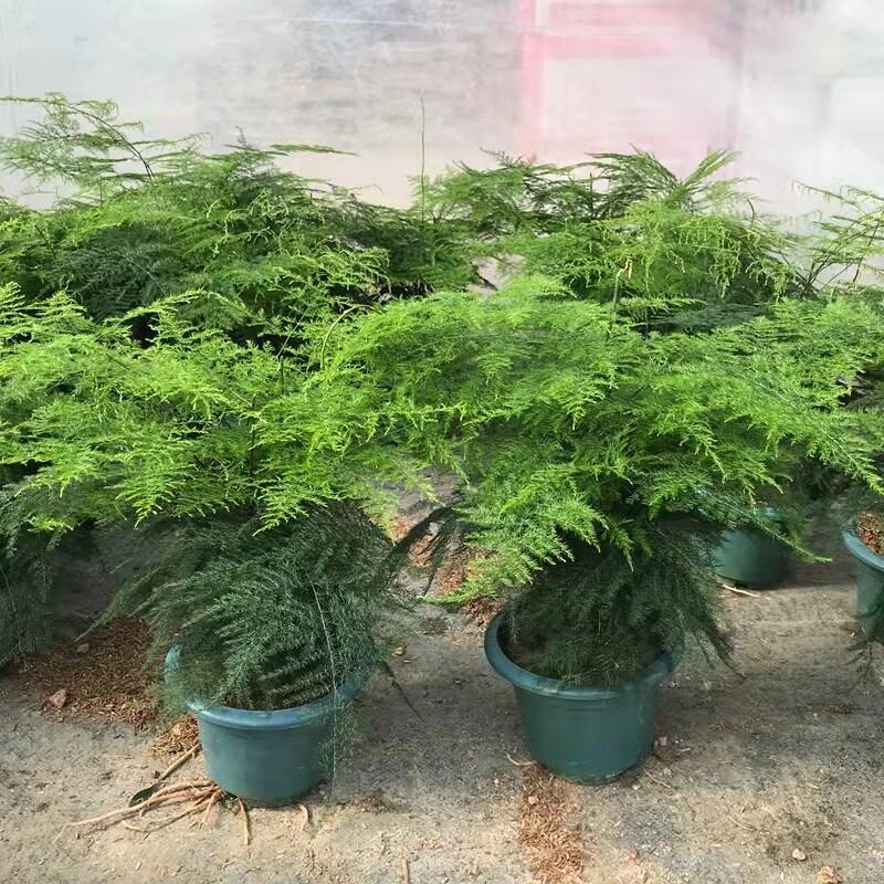 文竹盆栽 四季常绿 庭院阳台办公室多年生 防辐射 观叶绿植 包邮