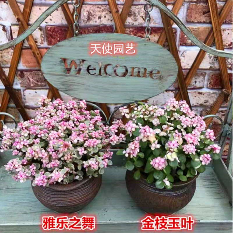 雅乐之舞 金枝玉叶  进口多肉植物  好养净化空气防辐射盆栽花卉