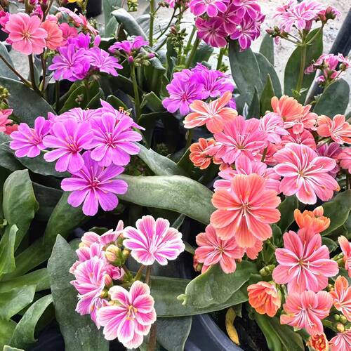 草本窗台阳台冬春美观