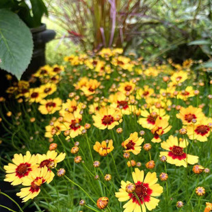 金鸡菊小闹钟盆栽 小花金鸡菊 庭院阳台耐热耐晒宿根花卉  花期长