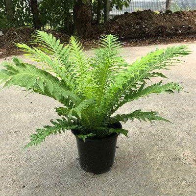 蕨类植物富贵蕨办公桌净化空气