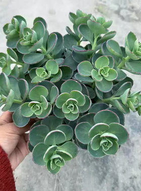 耐寒耐热庭院阳台多年生植物盆栽