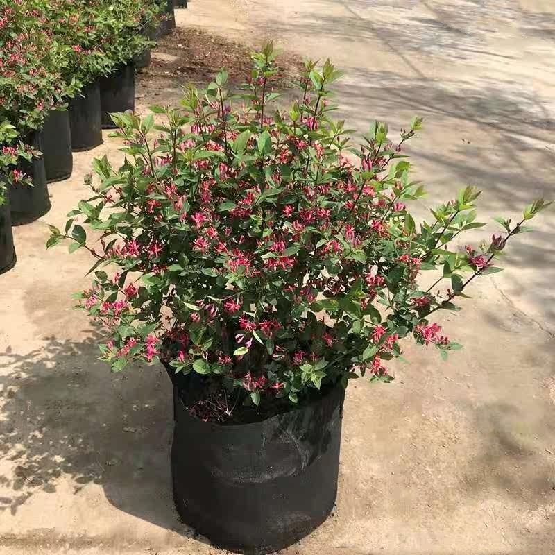 蓝叶忍冬 玫瑰忍冬 红花忍冬庭院多年生灌木花卉花园花镜植物包邮