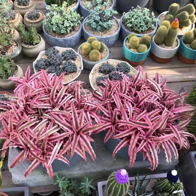 姬凤梨粉色微景观好养多肉小植物