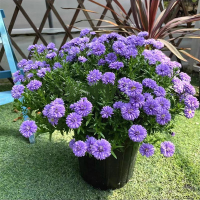 盆栽菊花阳台庭院翠菊秋季紫菀