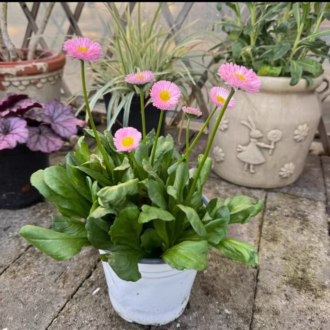 小雏菊盆栽 庭院阳台盆栽花卉 红色耐寒小雏菊带花发 花期长 包邮