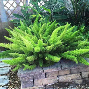 狐尾天门冬多年生耐寒耐热四季常绿室外花园庭院造景盆栽绿植包邮