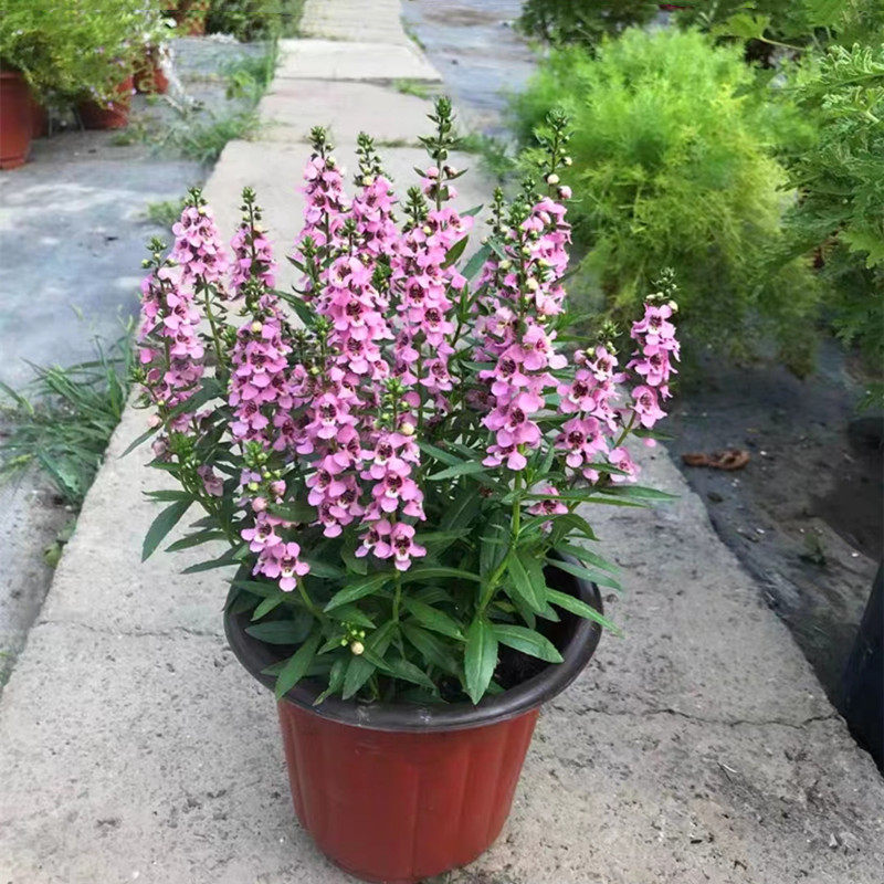 香彩雀盆栽带花发 庭院阳台夏秋盆栽花卉 花期长 耐热小天使 包邮