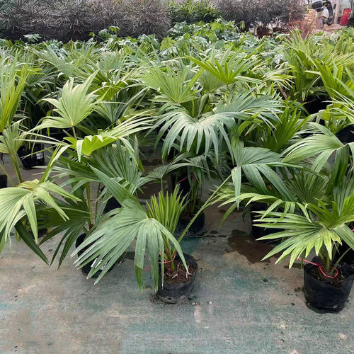 蒲葵盆栽 多年生室内外常绿观叶植物 侏儒圆叶棕榈 欧美网红植物