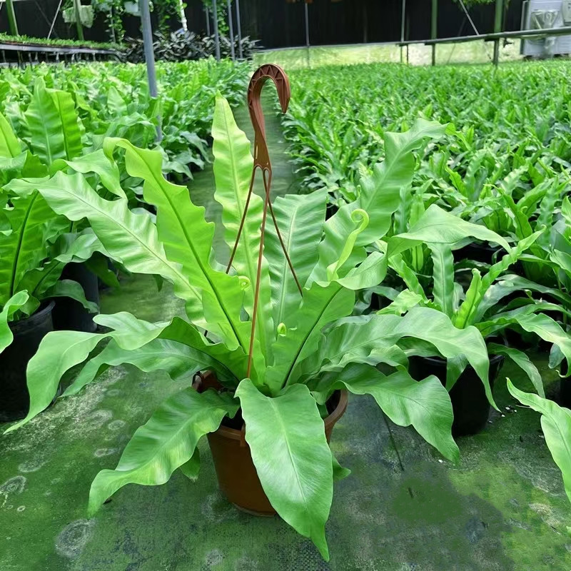 观叶植物客厅书房吸甲醛净化空气