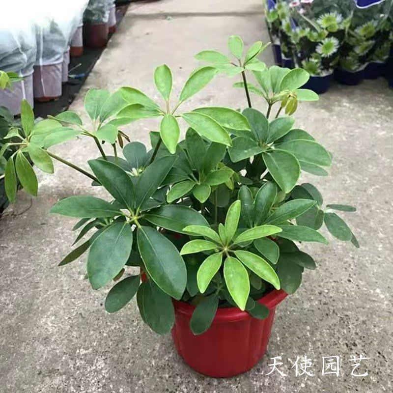 鸭脚木盆栽稀有花叶鸭脚木室内易养观叶植物美观四季常青净化空气