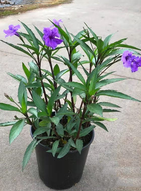 矮牵牛盆栽花期长翠芦莉