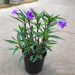 翠芦莉盆栽 蓝花草 粉花翠芦莉墨西哥矮牵牛多年生宿根耐热花期长