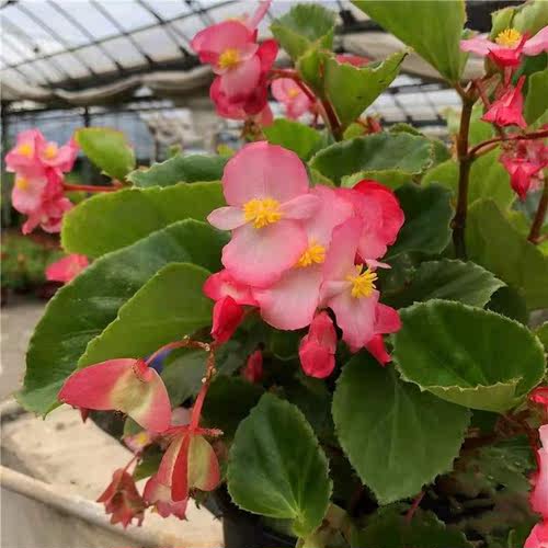 庭院多年生花期长四季海棠海棠