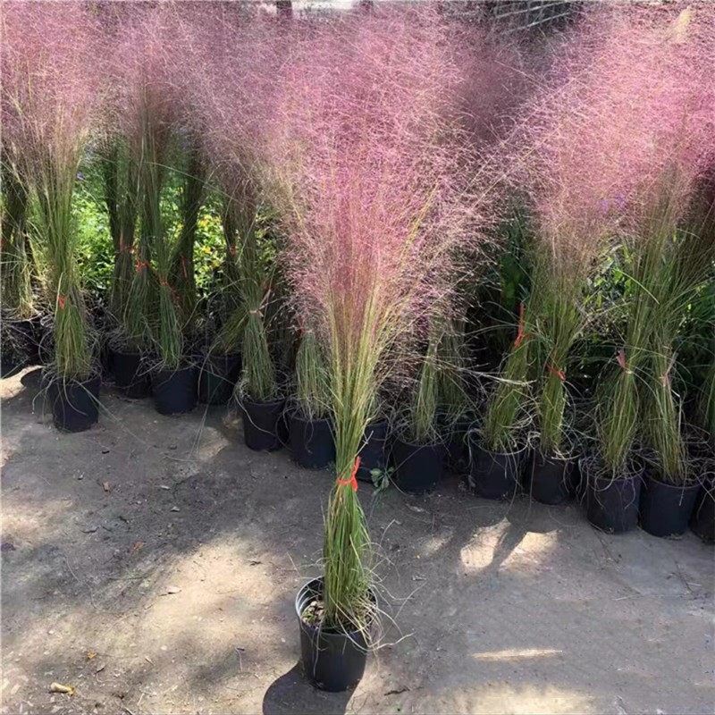 粉黛乱子草盆栽  网红草  花镜植物  庭院花园多年生观叶草  包邮