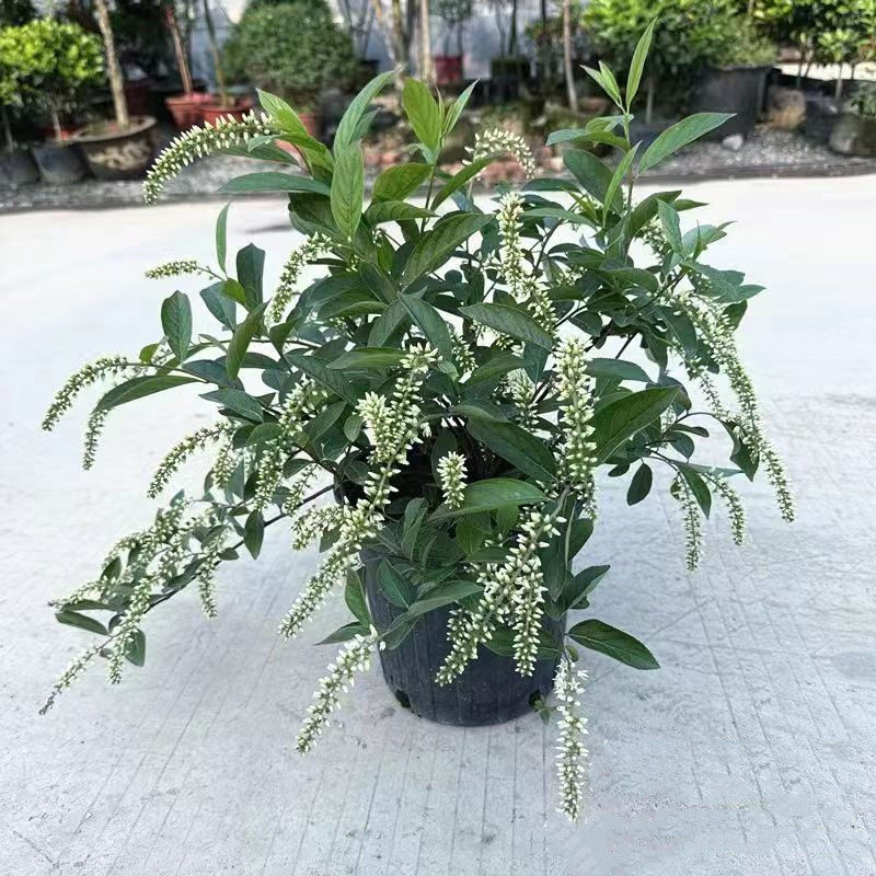 荷兰鼠刺 庭院阳台灌木花卉 佛吉尼亚鼠刺 低维护花镜植物 包邮