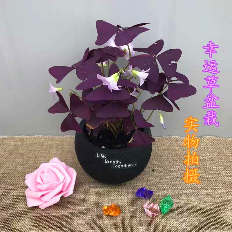 紫叶酢浆草 幸运草盆栽 庭院阳台紫蝴蝶三叶草 四叶草盆栽  包邮
