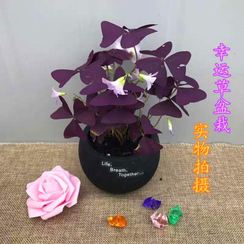 紫叶酢浆草庭院多年生花期长