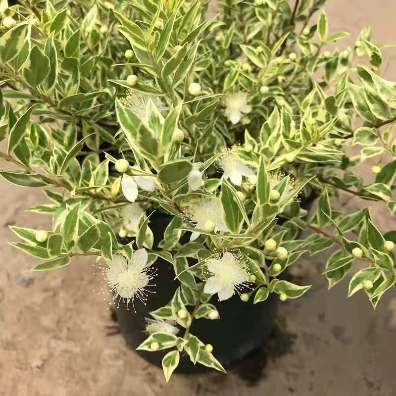 花叶香桃木大苗  多年生灌木 庭院阳台彩色观叶植物 花镜植物包邮