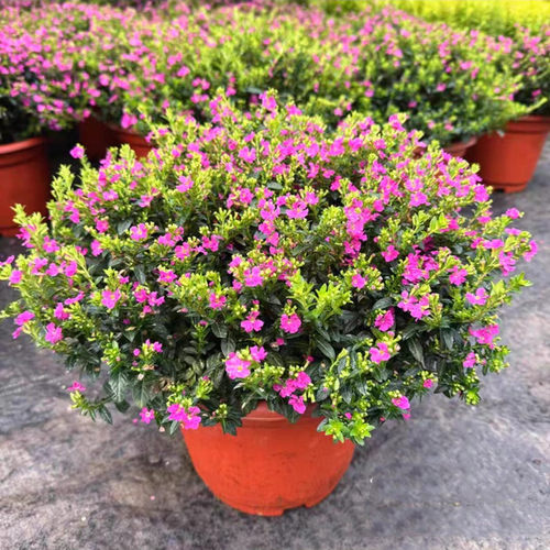 耐晒庭院易爆盆花期长满天星