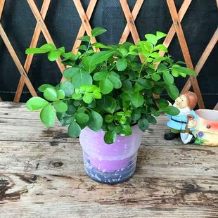 九里香盆栽 水培九里香室内桌面观叶小植物达摩九里香 常绿多年生