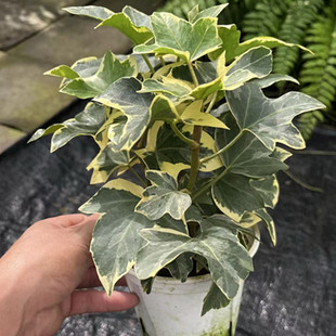 花叶熊掌木盆栽 耐阴多年生绿植 四季常绿净化空气爬藤观叶植物