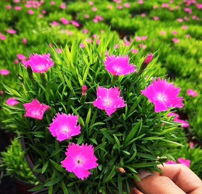 欧石竹盆栽室外庭院植物花坛搭配秋冬花卉会开花的草坪花期长包邮