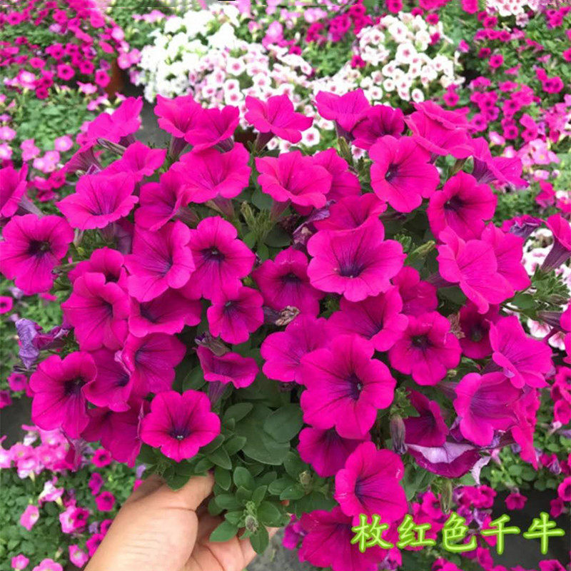 矮牵牛盆栽庭院阳台垂吊壁挂花卉