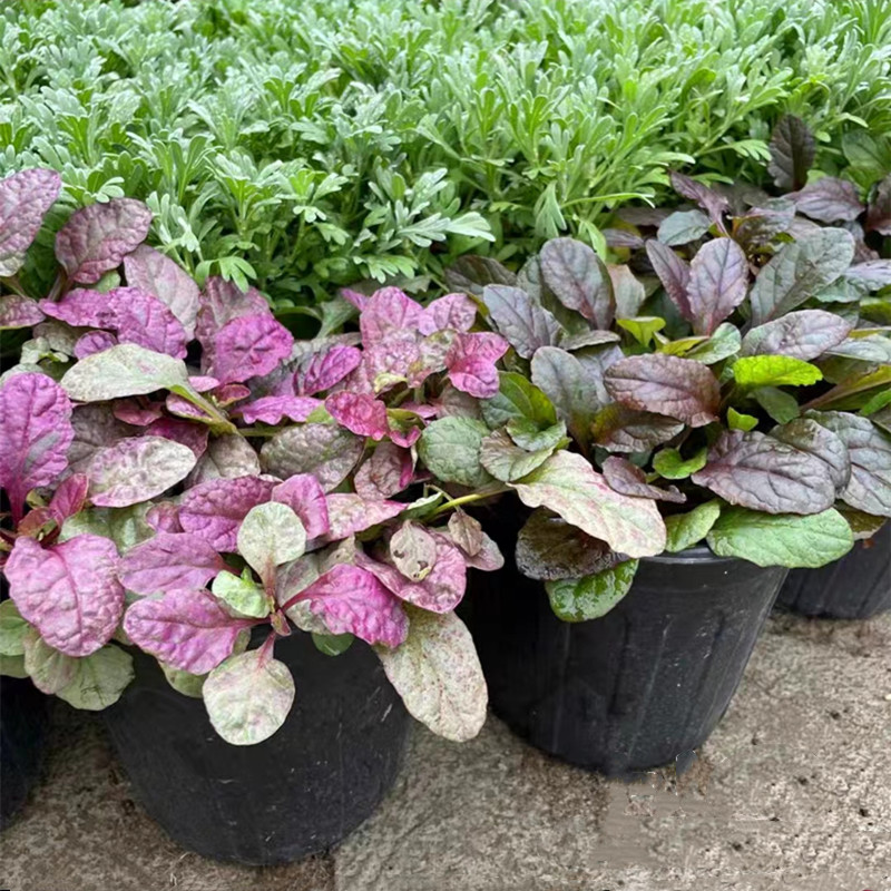 筋骨草矮生匍匐观叶植物包邮