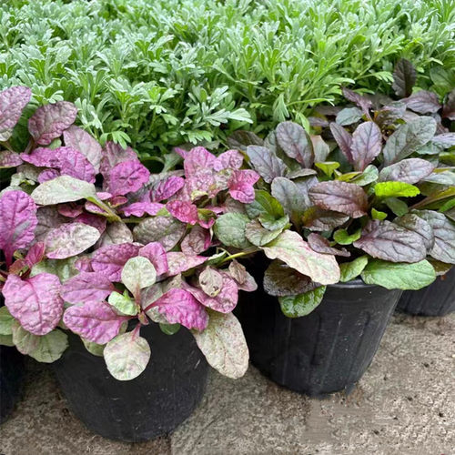 筋骨草矮生匍匐观叶植物包邮