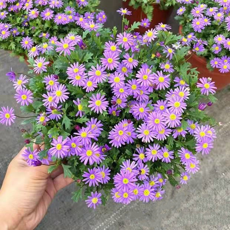 姬小菊盆栽 阳台庭院花卉 唯美清新五色花期超长喜凉耐寒 包邮