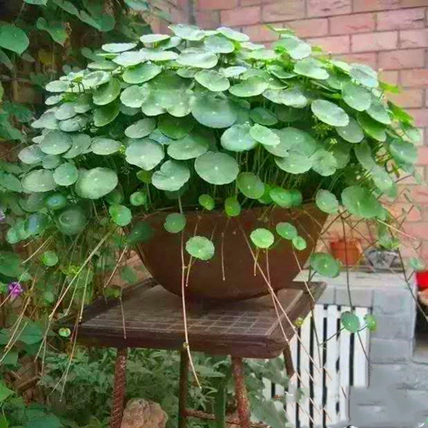 铜钱草盆栽 水培植物  金钱草 四季常绿 带原土发货易养护 包邮