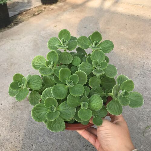 碰碰香净化空气吸甲醛绿植窗台