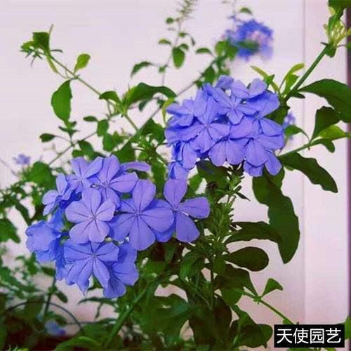 多年生耐热大苗带原土蓝雪花包邮