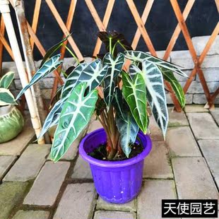 小仙女盆栽 黑叶芋 诺比鱼骨海芋 大仙女海芋 室内ins风观叶植物