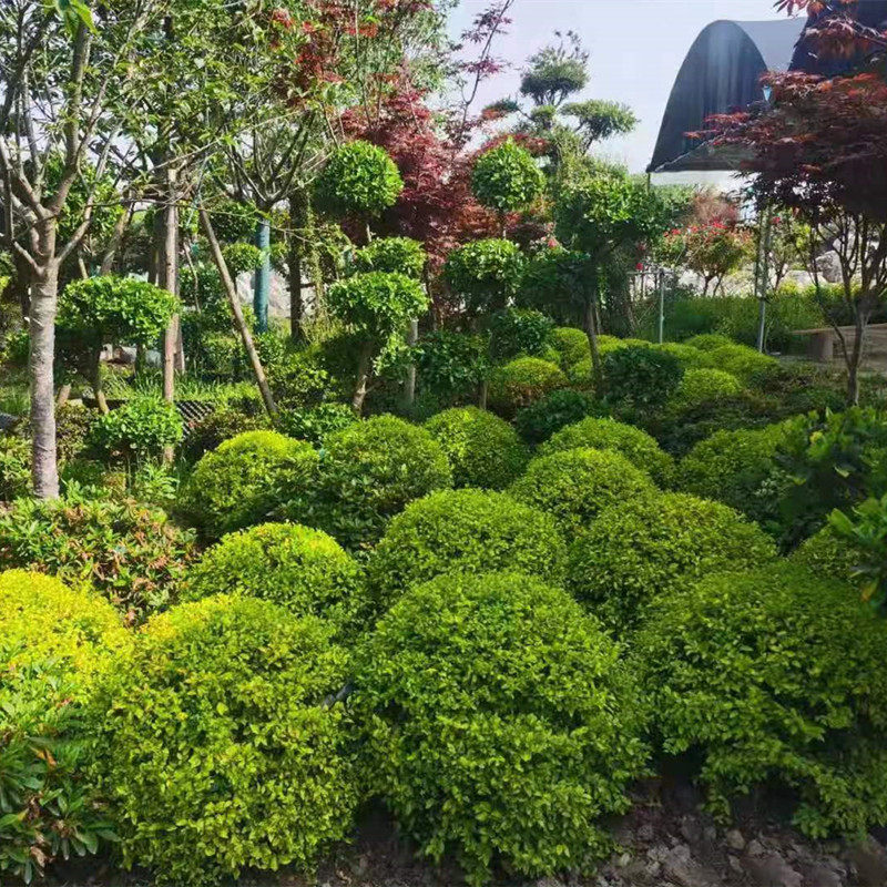 庭院花园露台民宿花镜植物搭配 花卉观叶组合种类多 多年生 包邮