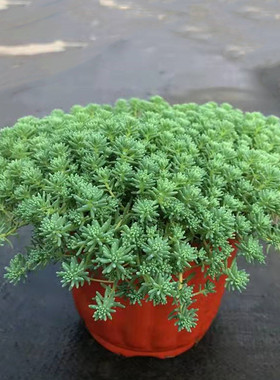 薄雪万年青中华景天庭院花园常绿地被植物蓝色铺面草姬岩垂草包邮