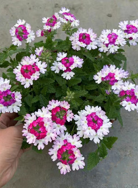 美女樱盆栽成品带花发 耐寒小绣球 垂吊匍匐花卉 艳丽美女樱 包邮