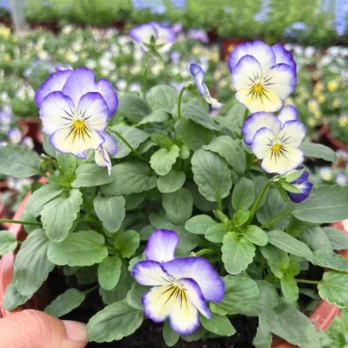 三色堇草本庭院春秋冬花期长角堇