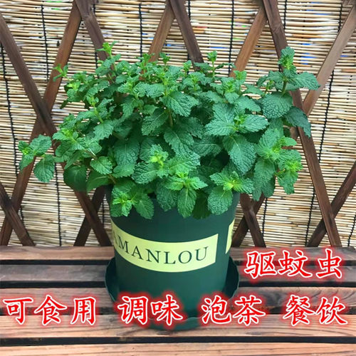 食用薄荷盆栽迷迭香室内驱蚊