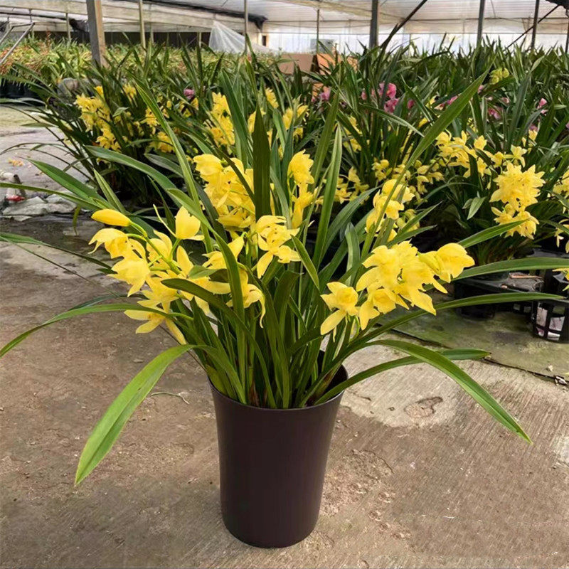 雅致兰花盆栽 墨兰 彩虹兰 中国龙 黄金小神童 室内兰花盆栽 包邮